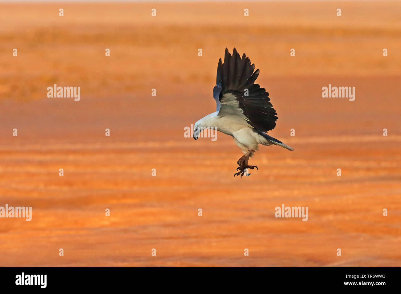 White-bellied Seeadler (Haliaeetus leucogaster), Fliegende, Australien, Northern Territory Stockfoto