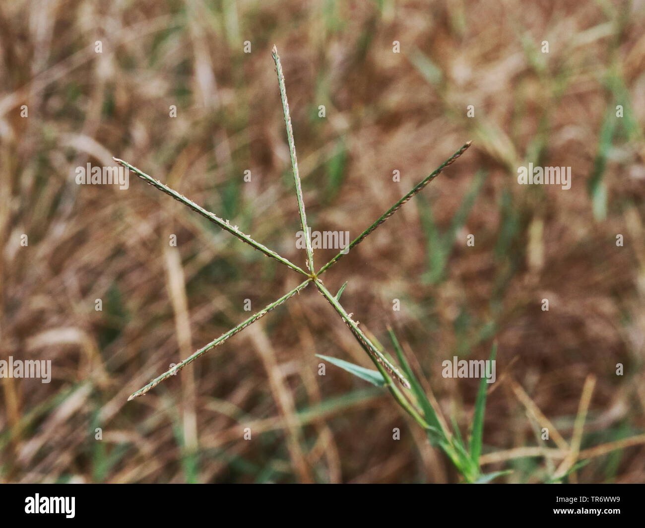 Bermuda Grass, knaulgras - Gras (Cynodon dactylon), Blütenstand, Spanien, Balearen, Mallorca Stockfoto