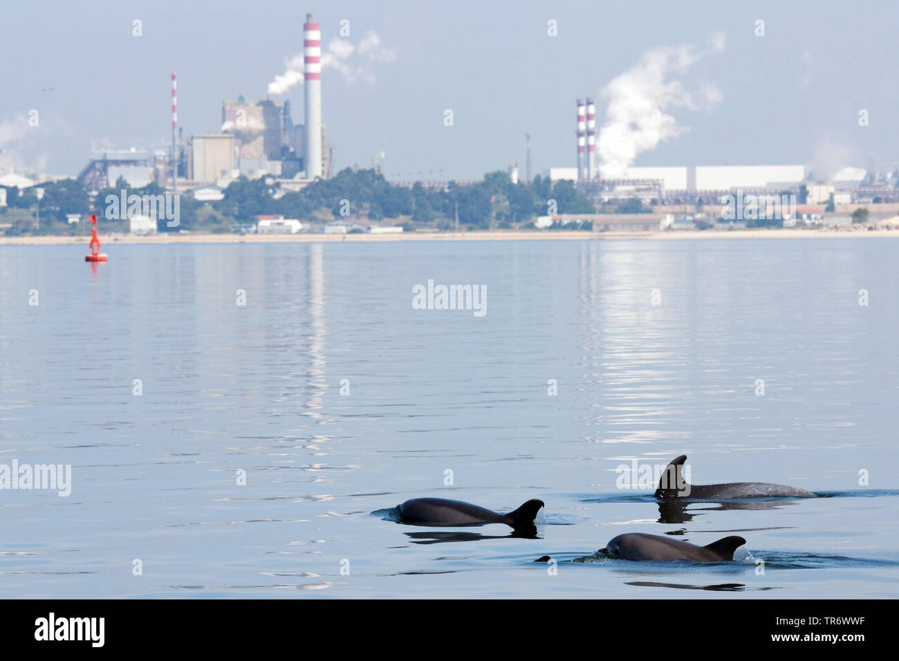 Bottlenosed dolphin, gemeinsame Große Tummler (Tursiops ¨ ¨ truncatus), vor der Küste mit Industriegebiet, Madeira Stockfoto