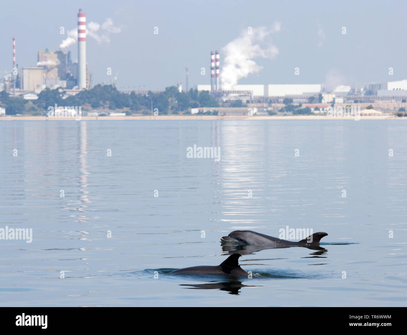 Bottlenosed dolphin, gemeinsame Große Tummler (Tursiops ¨ ¨ truncatus), vor der Küste mit Industriegebiet, Madeira Stockfoto