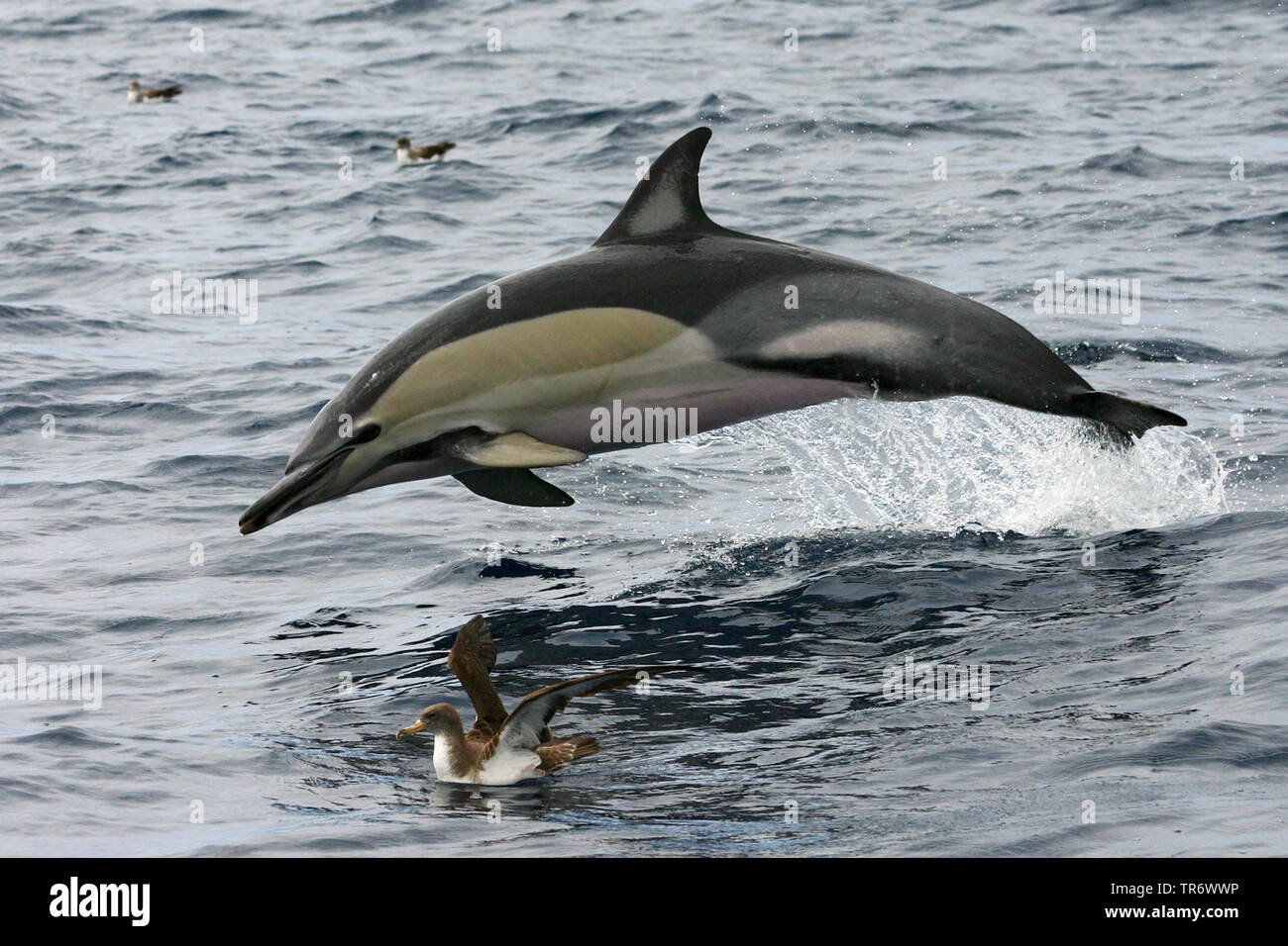 Gemeinsame dolphin, short-beaked Common dolphin, saddleback (ed), Delphin, Crisscross Delfin (Delphinus delphis), aus dem Wasser springen, Europa Stockfoto