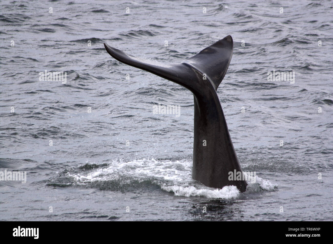 Südkaper (Eubalaena Australis, Balaena glacialis australis), der Fluke bei Bergabfahrten, Südafrika Stockfoto