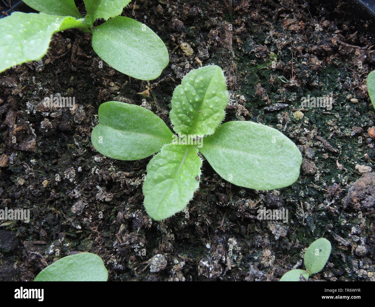 Wilde Karde, Fuller's Karde, gemeinsame Karde, Gemeinsame teazle (Dipsacus fullonum, Dipsacus sylvestris), Sämling, Deutschland Stockfoto