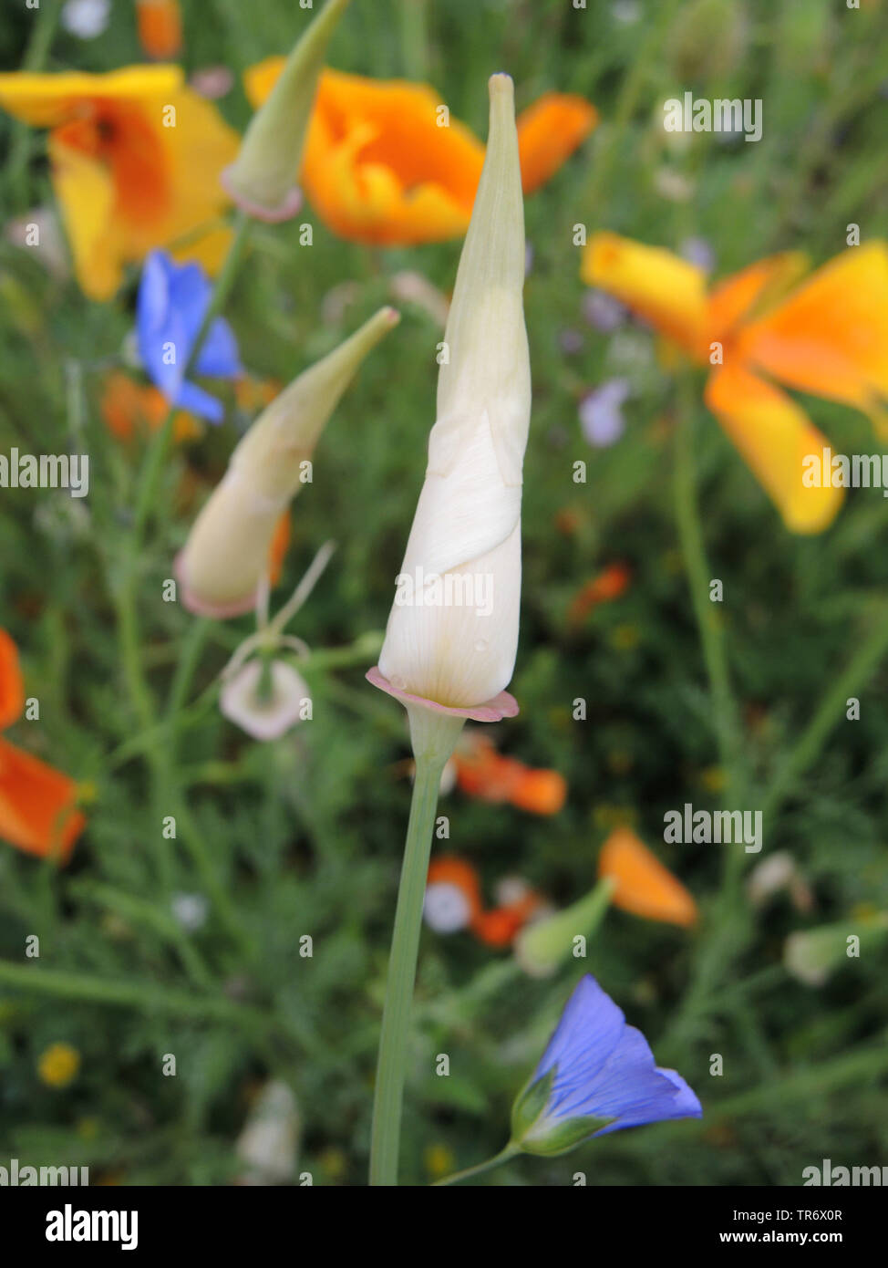 Kalifornischer Mohn, Kalifornischer Mohn, gold Mohn (Eschscholzia californica), mit weiß rote Blume in der Knospe, Deutschland, Nordrhein-Westfalen Stockfoto