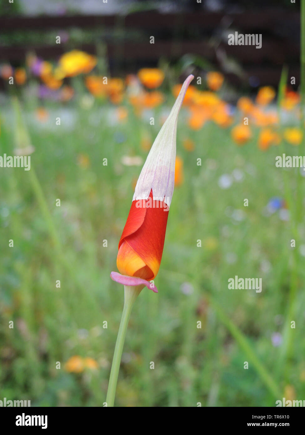 Kalifornischer Mohn, Kalifornischer Mohn, gold Mohn (Eschscholzia californica), mit roter Blume in der Knospe, Deutschland, Nordrhein-Westfalen Stockfoto