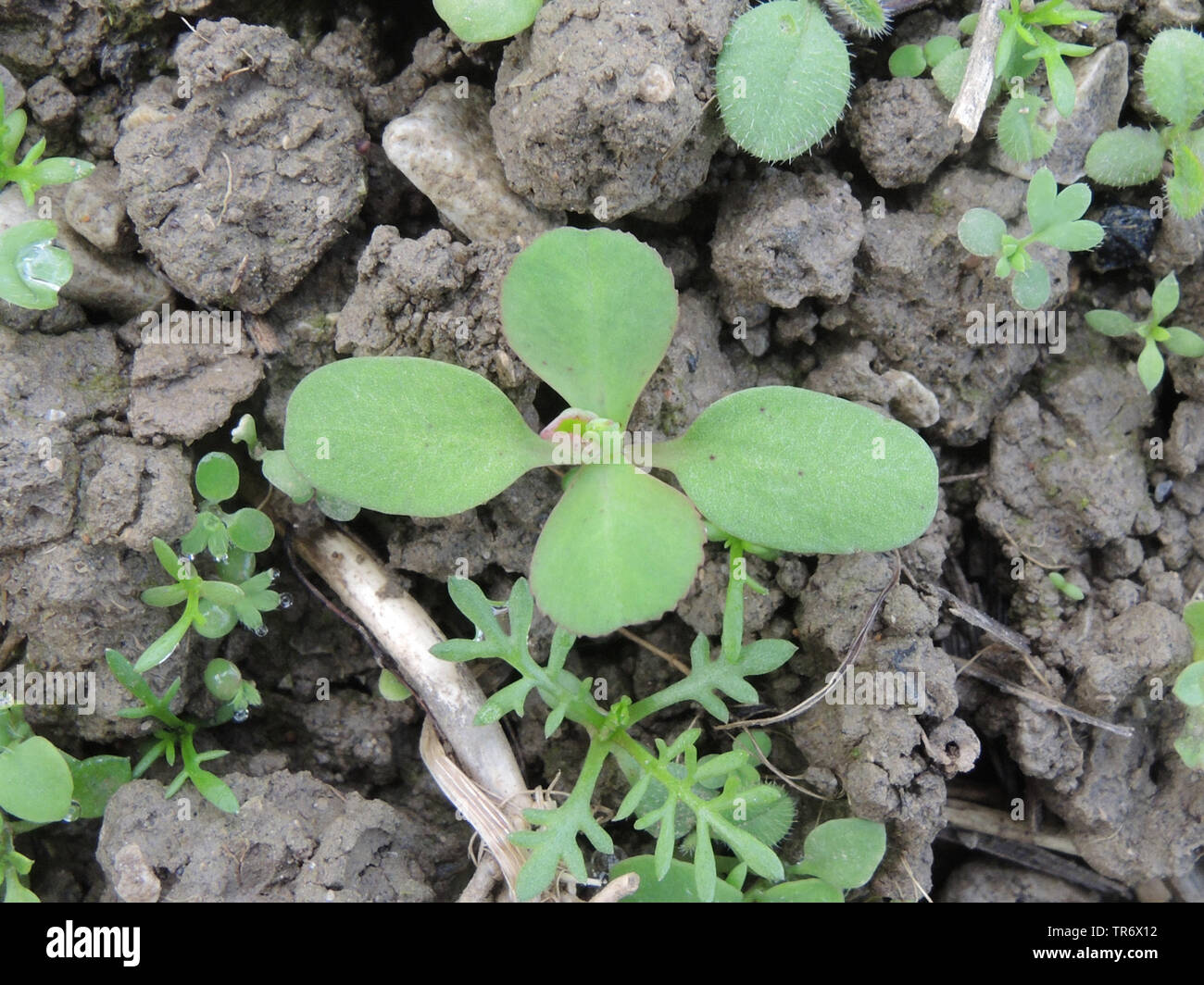 Sun Wolfsmilch, wartweed, Sommer Wolfsmilch (Euphorbia helioscopia), Sämling, Deutschland, Nordrhein-Westfalen Stockfoto