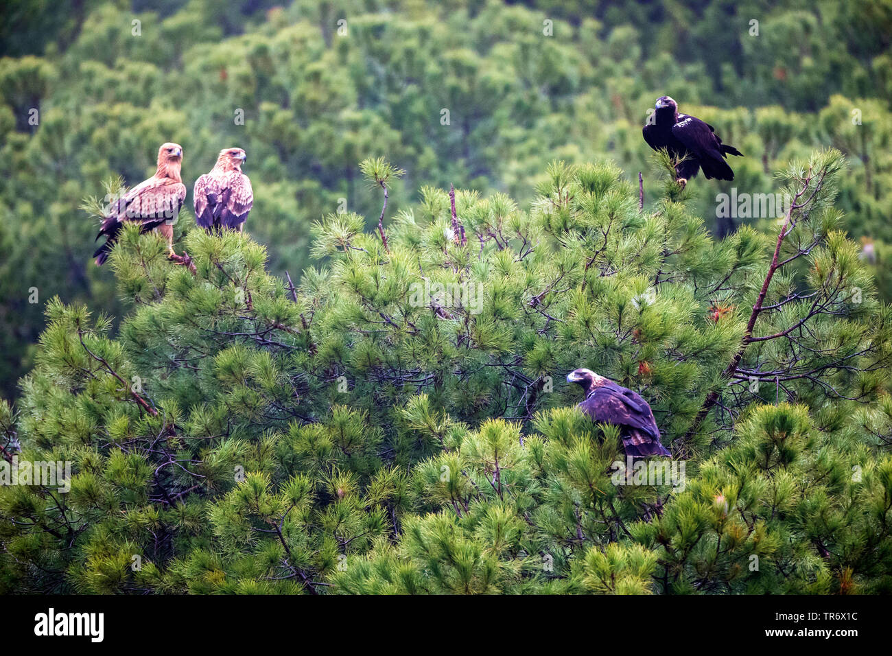 Spanische Kaiseradler, iberische Kaiseradler, Adalberts Eagle (Aquila adalberti), vier imerial Adler in einem Baum oben sitzen, Spanien Stockfoto