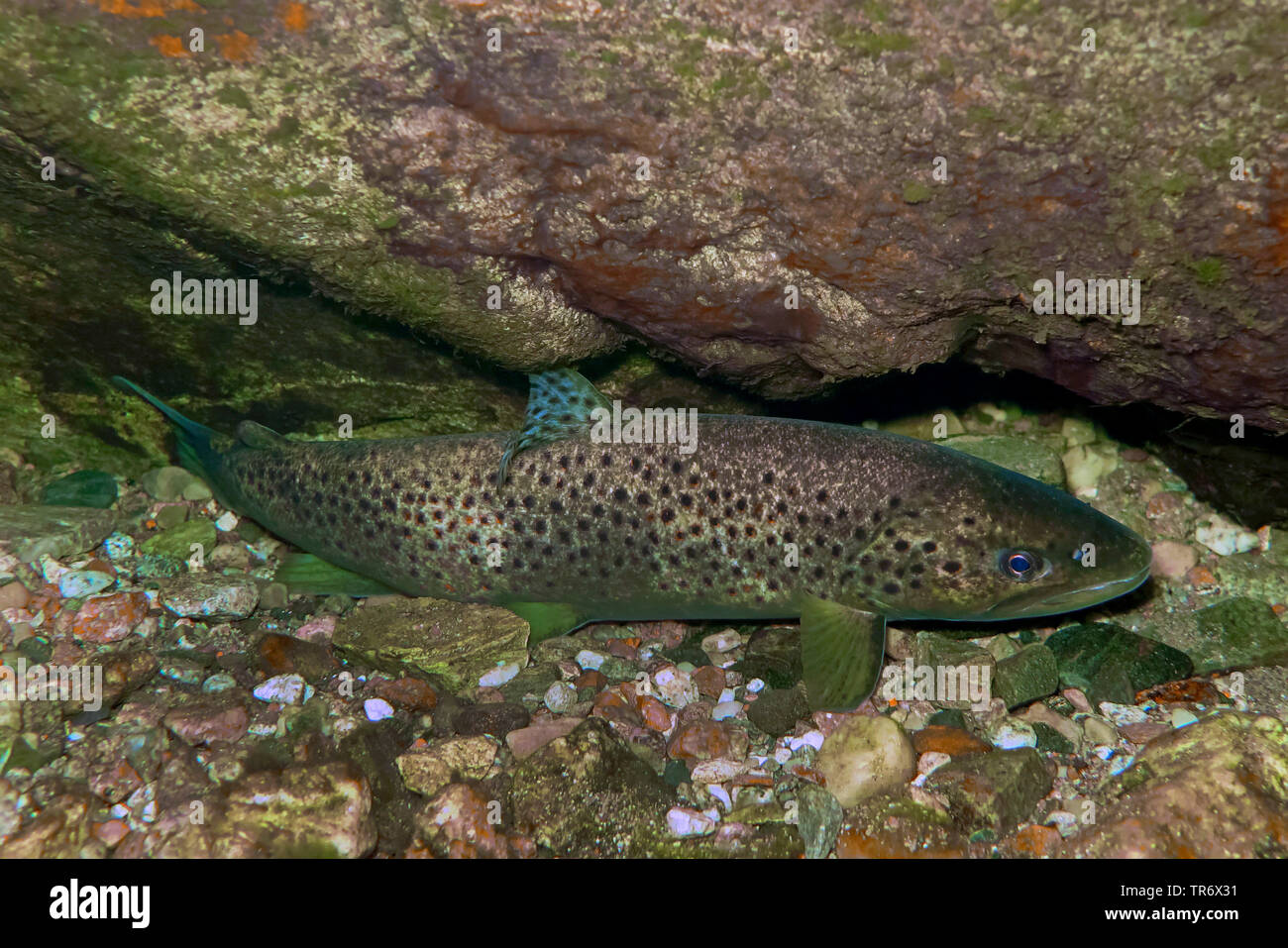 Bachforellen, Meerforellen, Atlantische Forelle (Salmo trutta trutta), Unterkunft in einem überhängenden Felsen, Norwegen Stockfoto