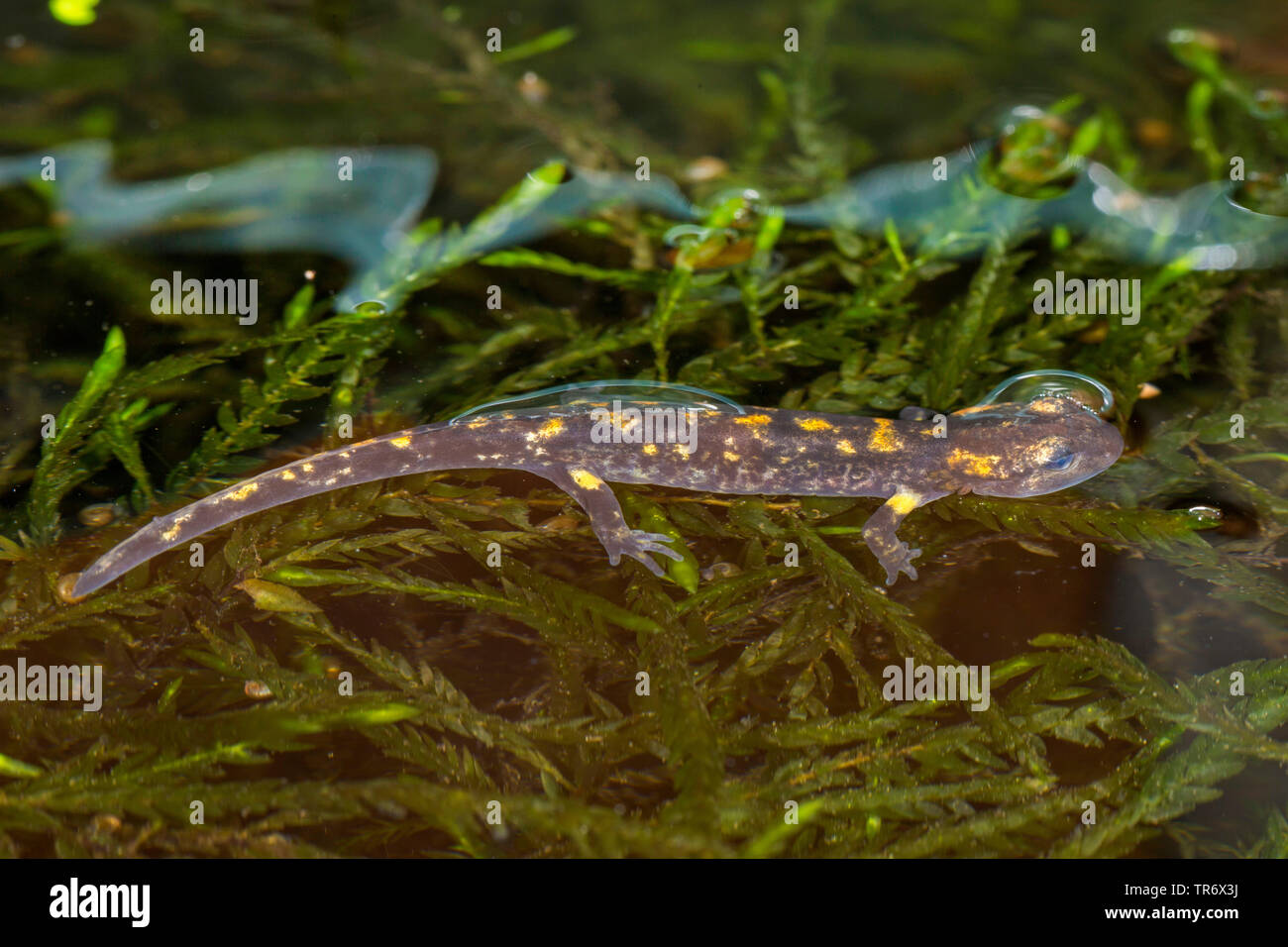 Europäische Feuersalamander (Salamandra salamandra), Larve, bevor sie an Land gehen, Deutschland, Bayern Stockfoto