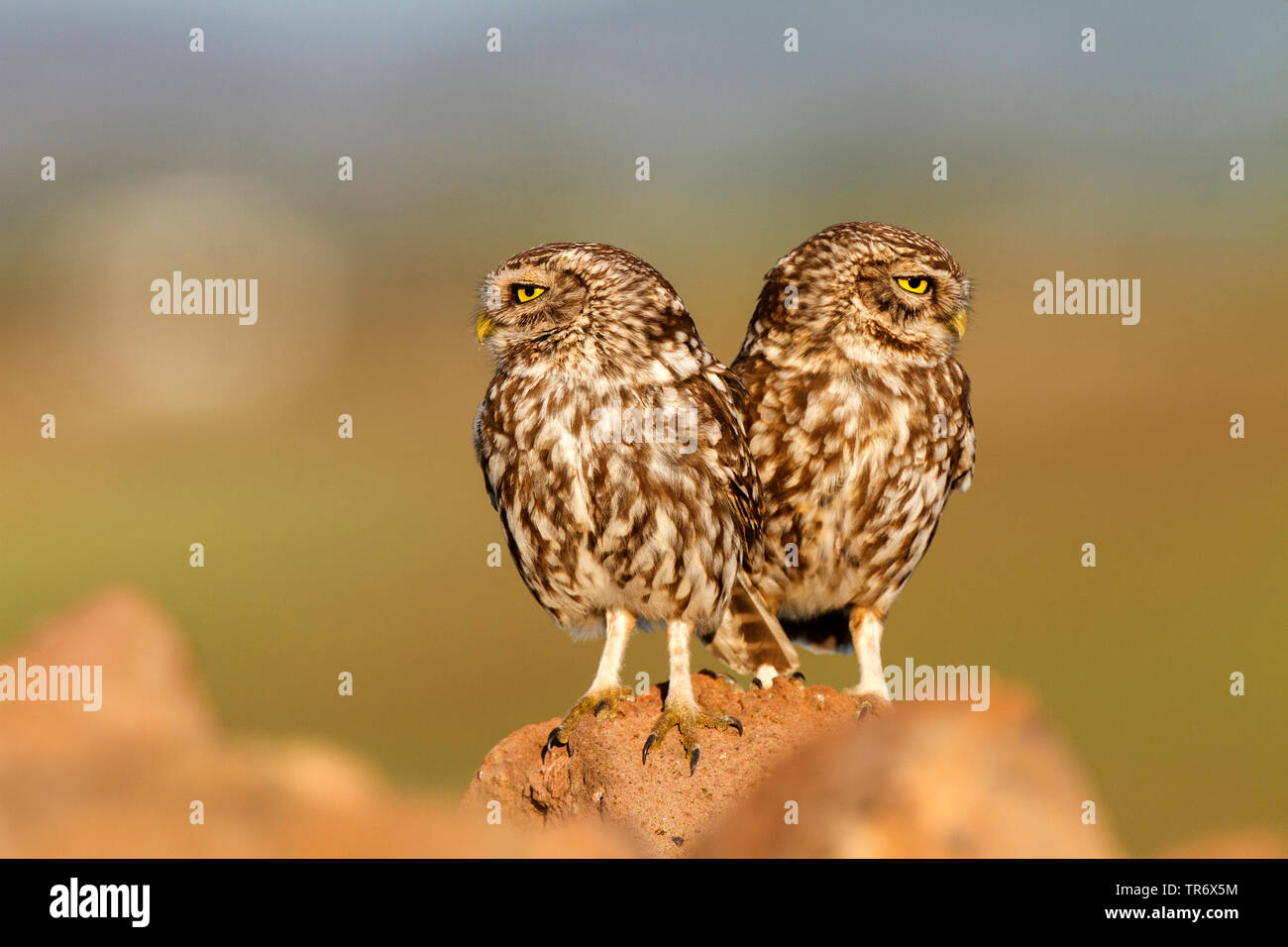 Steinkauz (Athene noctua), zwei kleine Eulen hocken, Seite an Seite, Spanien Stockfoto
