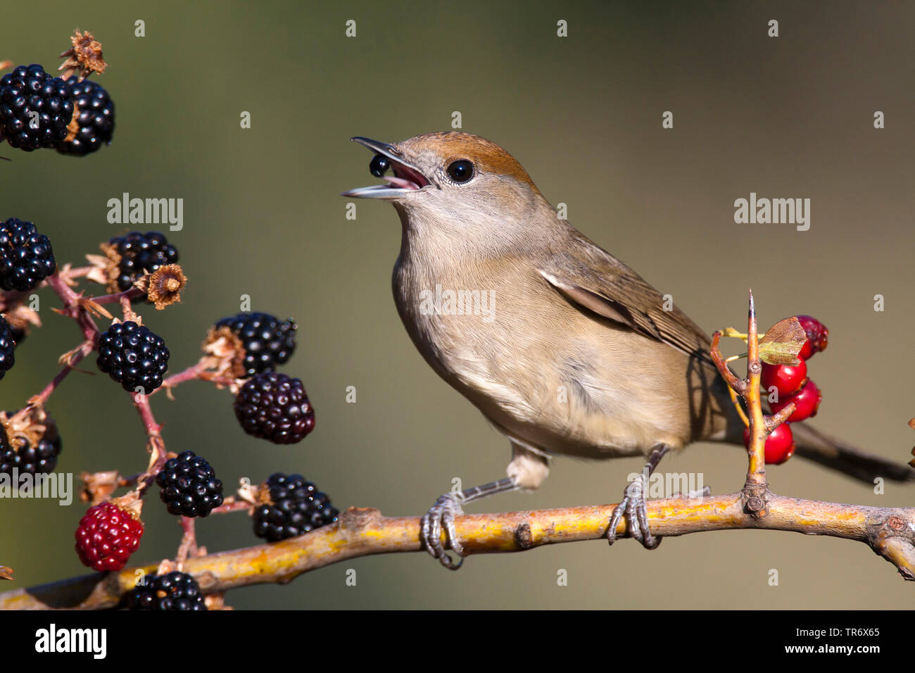 Mönchsgrasmücke (Sylvia atricapilla), Fütterung auf Brombeeren, Spanien Stockfoto