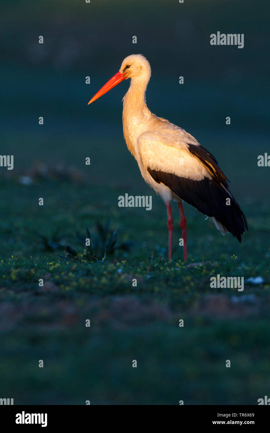 Weißstorch (Ciconia ciconia), im Abendlicht, Spanien, Alcudia tal Naturpark Stockfoto