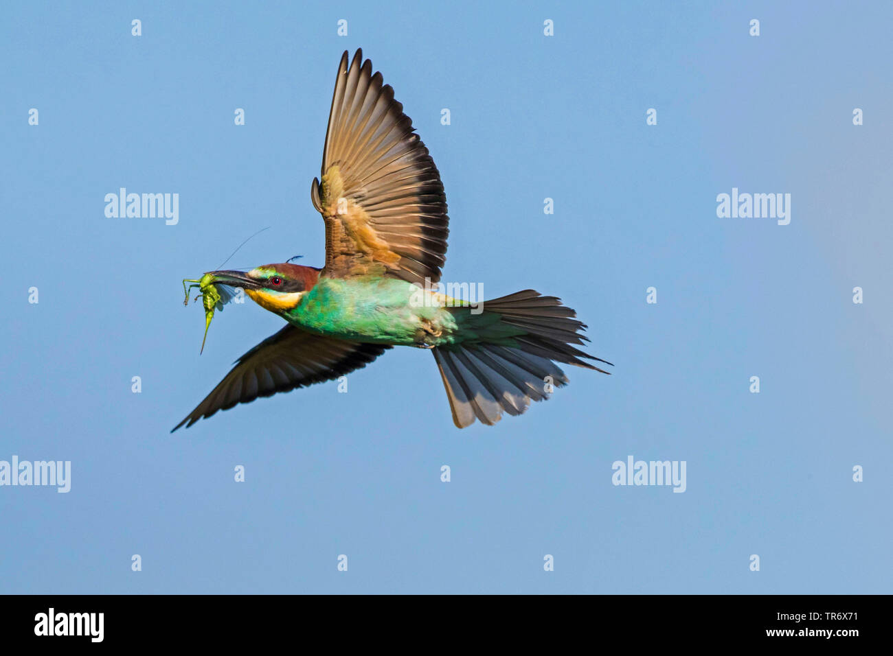 Europäische bee Eater (Merops apiaster), Fliegen mit großen grünen Bush Cricket in der Rechnung, Deutschland, Bayern Stockfoto