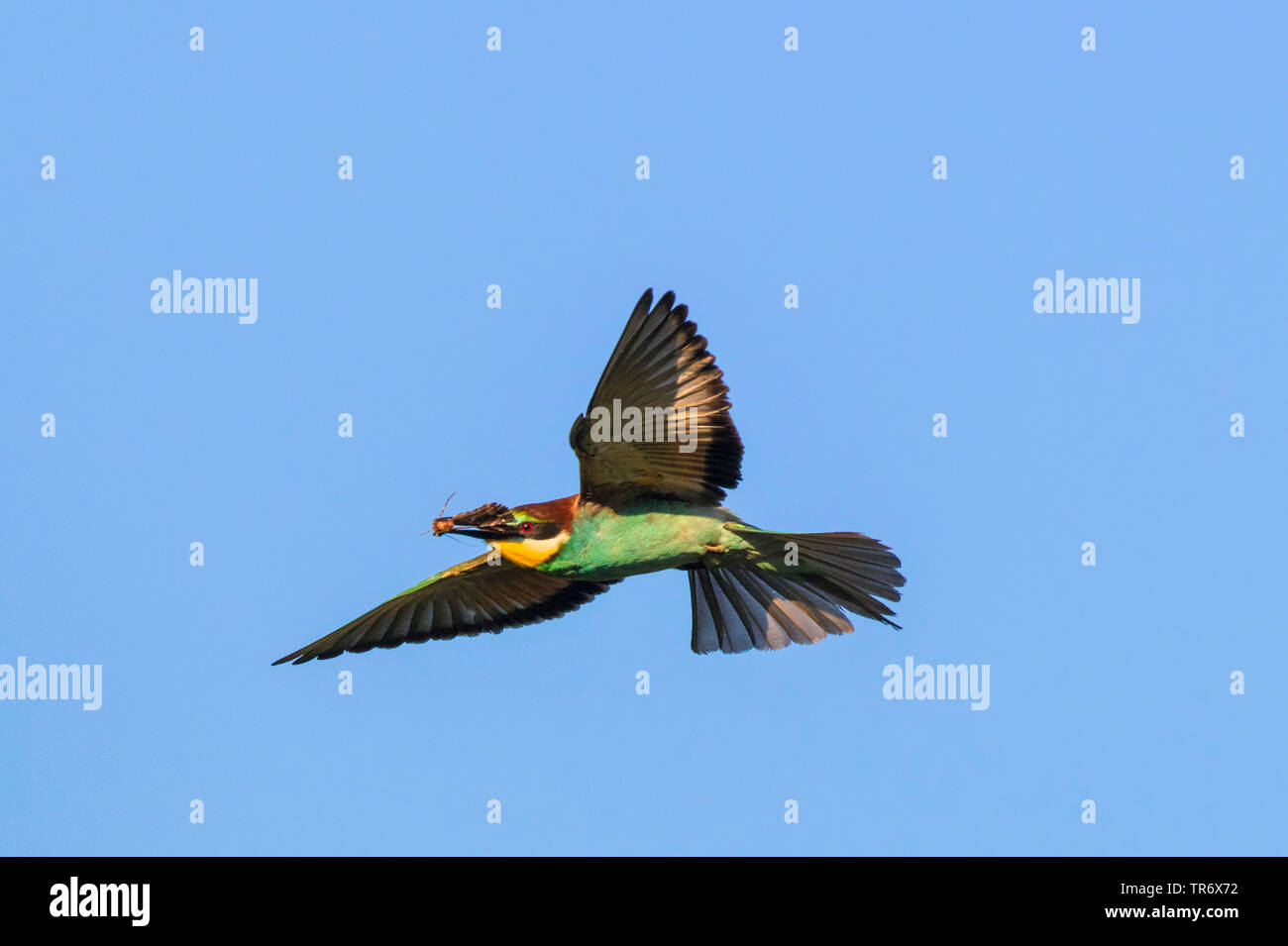 Europäische bee Eater (Merops apiaster), Fliegen mit dem Motte in die Rechnung, Deutschland, Bayern Stockfoto