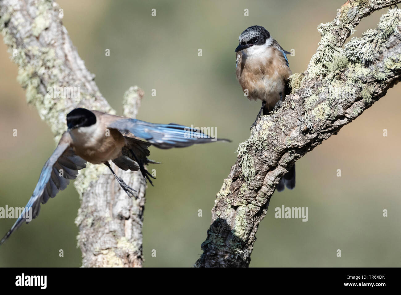 Iberischen Azure - winged Magpie (Cyanopica cooki), hocken auf einem Zweig, Spanien, Extremadura Stockfoto