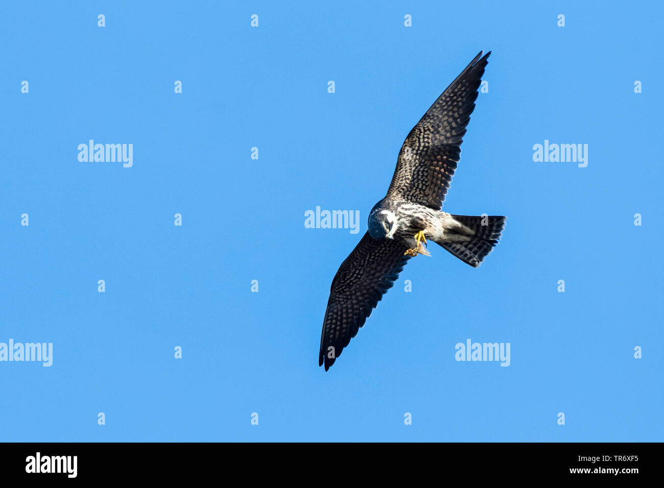 Northern hobby (Falco subbuteo), Fliegende, Bulgarien Stockfoto