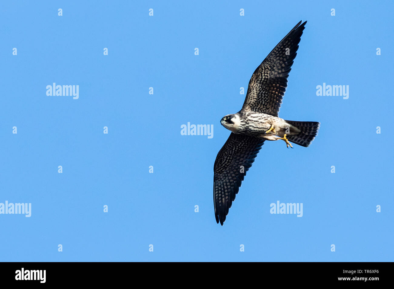Northern hobby (Falco subbuteo), Fliegende, Bulgarien Stockfoto