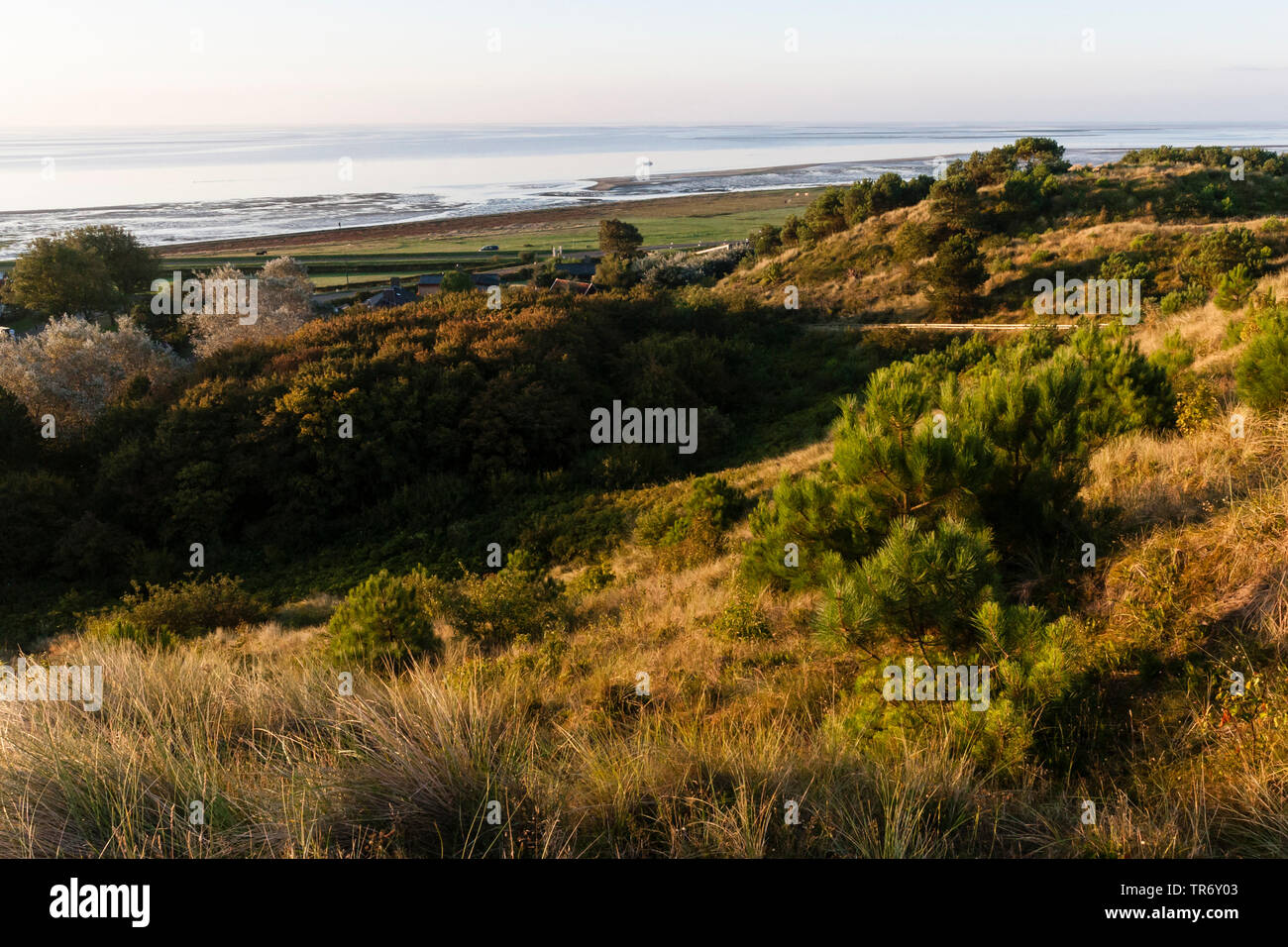 Überblick über Dünen mit Wattenmeer im Hintergrund, Niederlande, Friesland, Vlieland Stockfoto