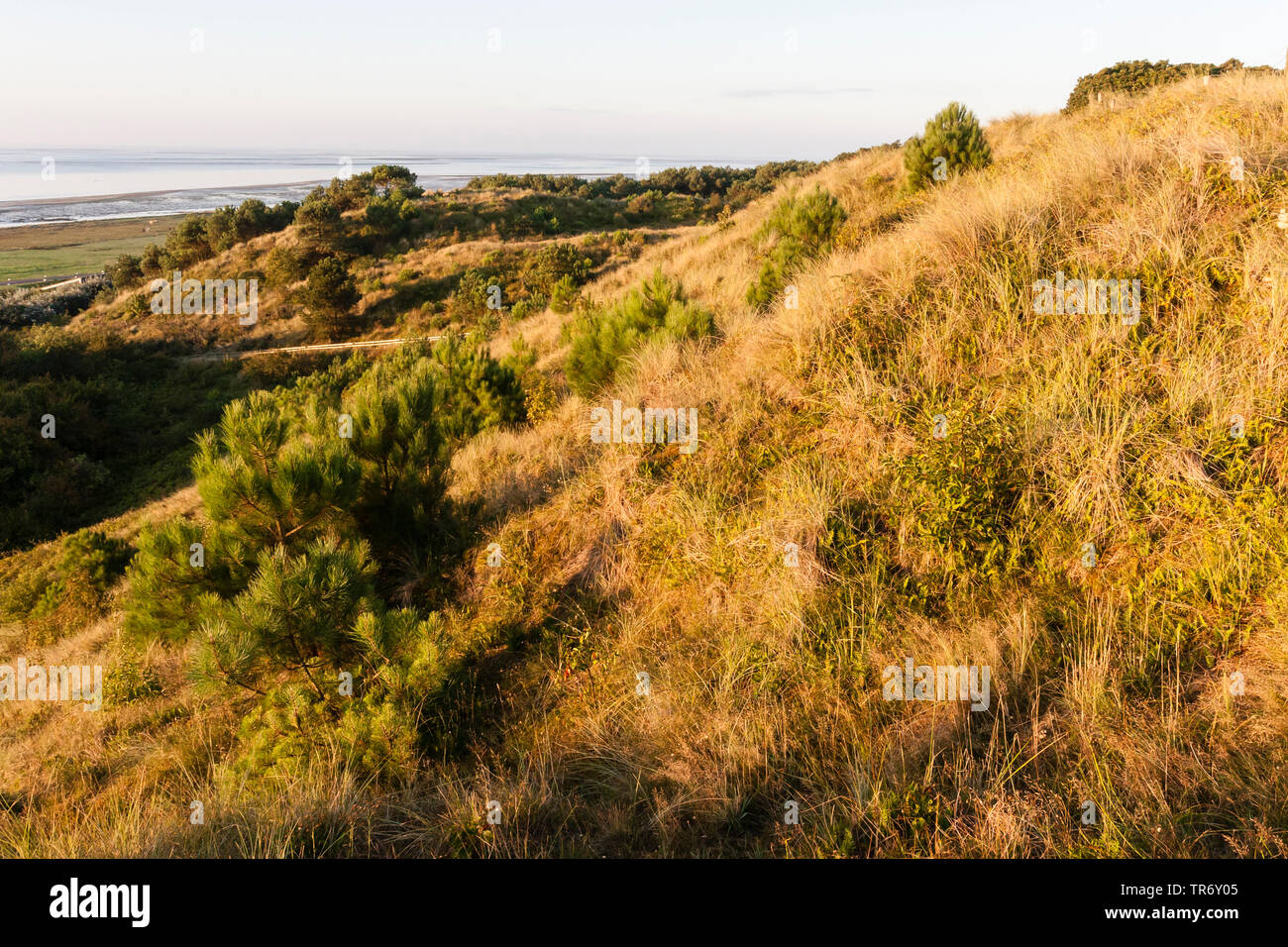 Überblick über Dünen mit Wattenmeer im Hintergrund, Niederlande, Friesland, Vlieland Stockfoto