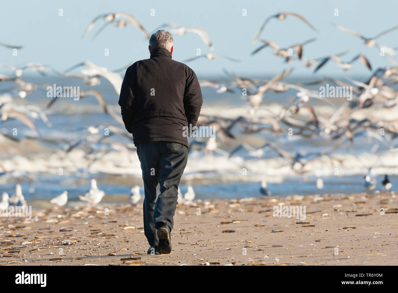 Silbermöwe (Larus argentatus), wandern Menschen und Schwarm Möwen am Strand, Niederlande, Südholland, Katwijk aan Zee Stockfoto