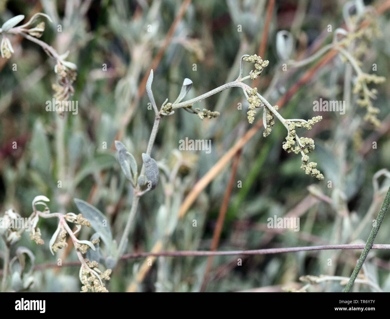 Meer Portulak (Atriplex portulacoides, Halimione Portulacoides), Blütenstand, Spanien, Balearen, Mallorca Stockfoto