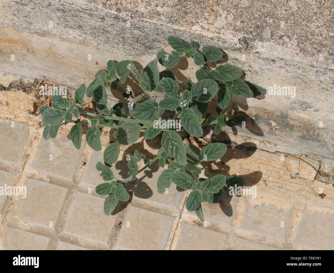 Europäische Heliotrop (Heliotropium europaeum), Unkraut an einem Straßenrand, Spanien, Balearen, Mallorca Stockfoto