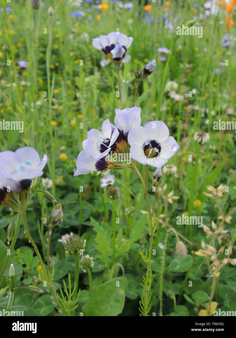 Bird's-Augen, Vogelperspektive, Tricolour gilia Gilia gilia (tricolor), blühende Stockfoto