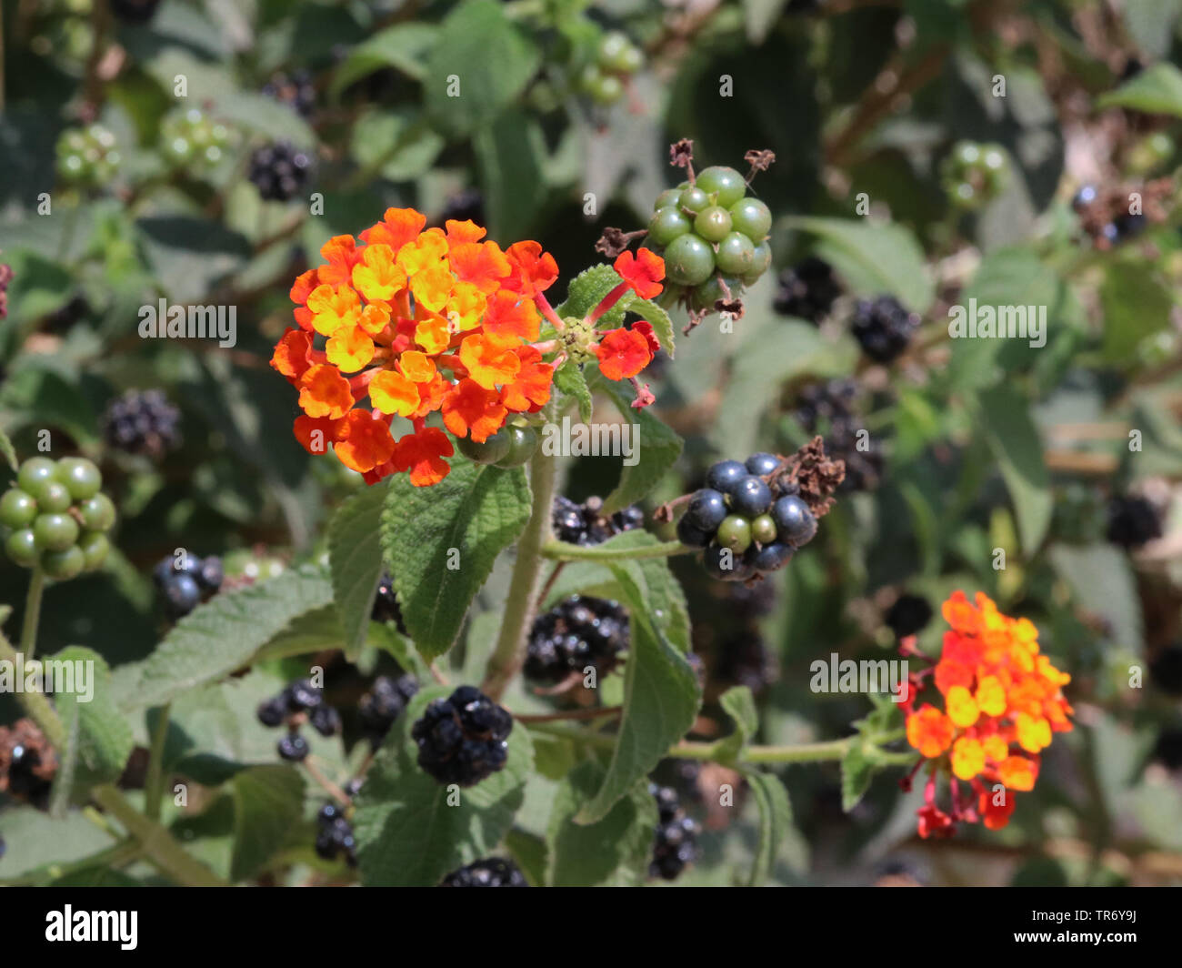 Wandelroschen Lantana Camara Zweig Mit Bluten Und Fruchten Spanien Balearen Mallorca Stockfotografie Alamy Wandelroschen Lantana Camara Zweig Mit Bluten Und Fruchten Spanien Balearen Mallorca Stockfotografie Alamy