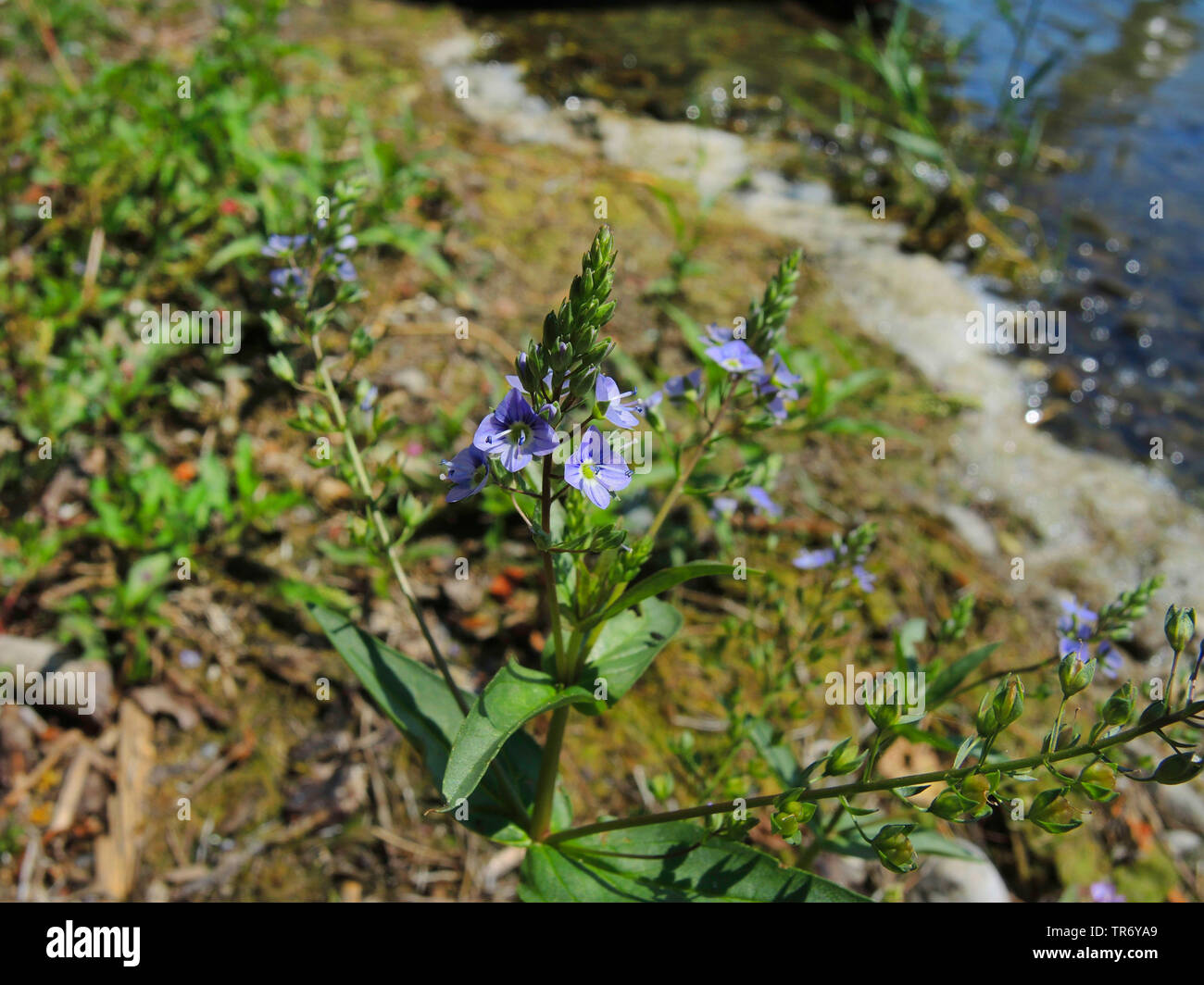 Wasser Ehrenpreis, blaues Wasser - Ehrenpreis, Bach - pimpernell (Veronica anagallis - Aquatica), blühende, Deutschland, Baden-Württemberg Stockfoto