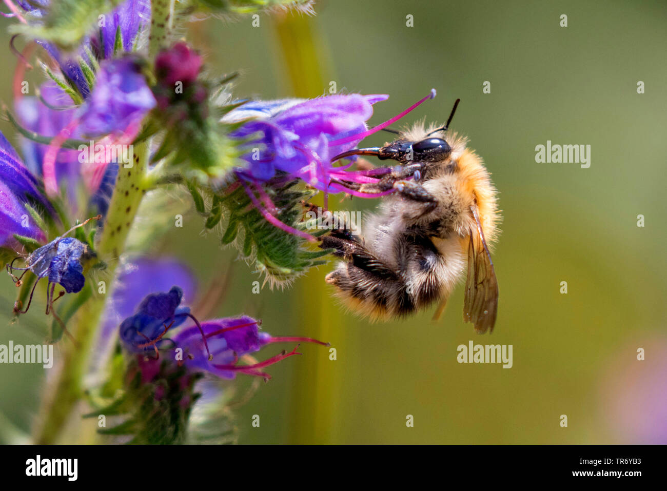 Carder Biene, gemeinsame carder Biene (Bombus pascuorum, Bombus agrorum), weibliche Arbeitnehmer trinken an einem bugloss Blume, Deutschland, Bayern Stockfoto