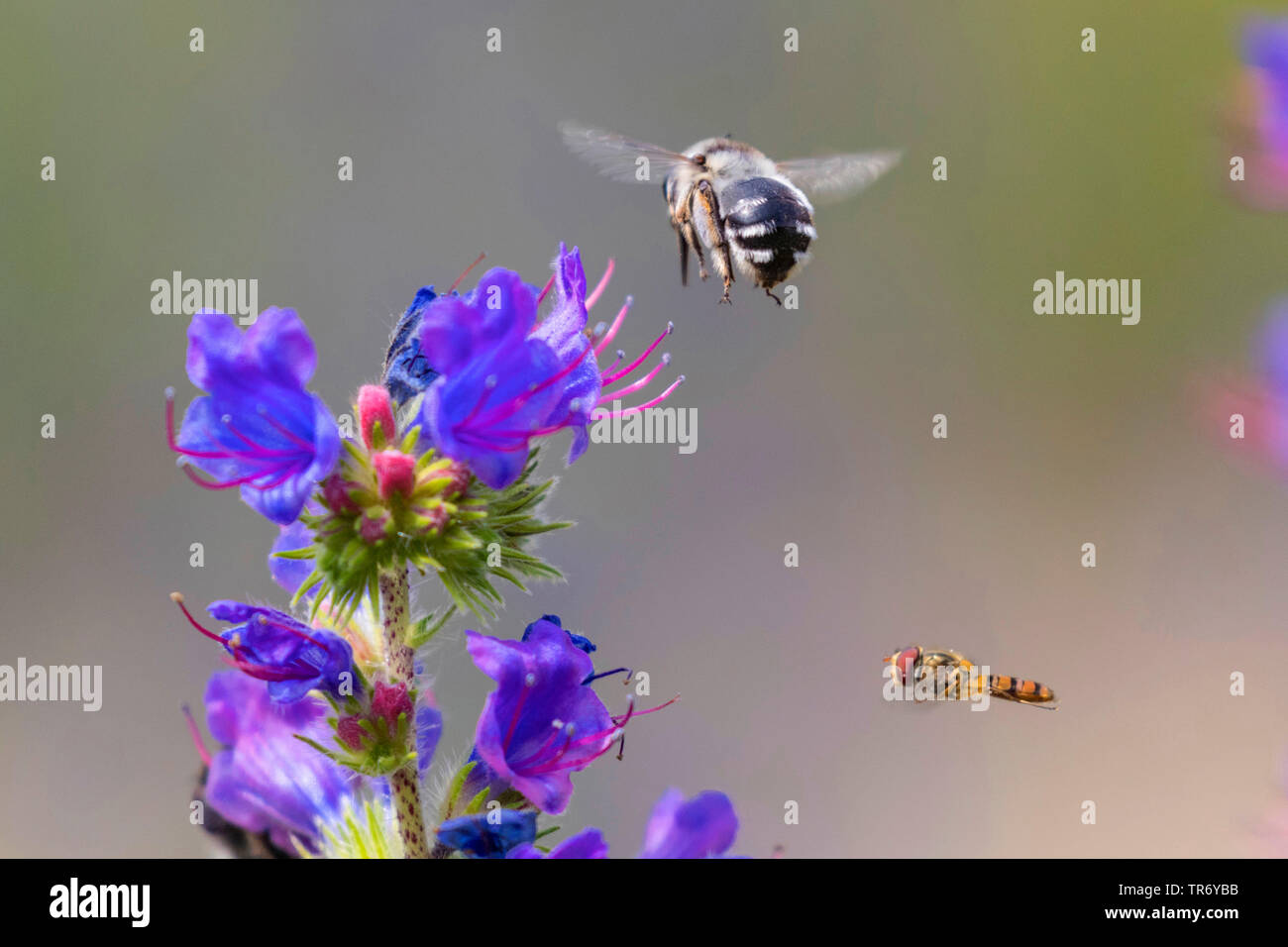 Eucera spec. (Eucera spec.), Fliegen mit einem Hoverfly über bugloss Blüten, Deutschland, Bayern, Isental Stockfoto