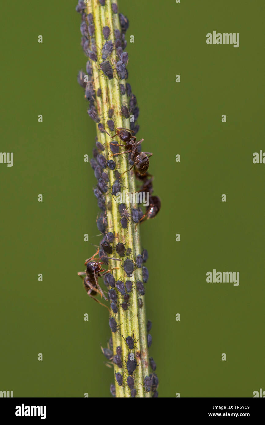 Braun ant (lasius Brunneus), braun Ameisen auf einen Eiskaffee Kolonie, Deutschland, Bayern Stockfoto