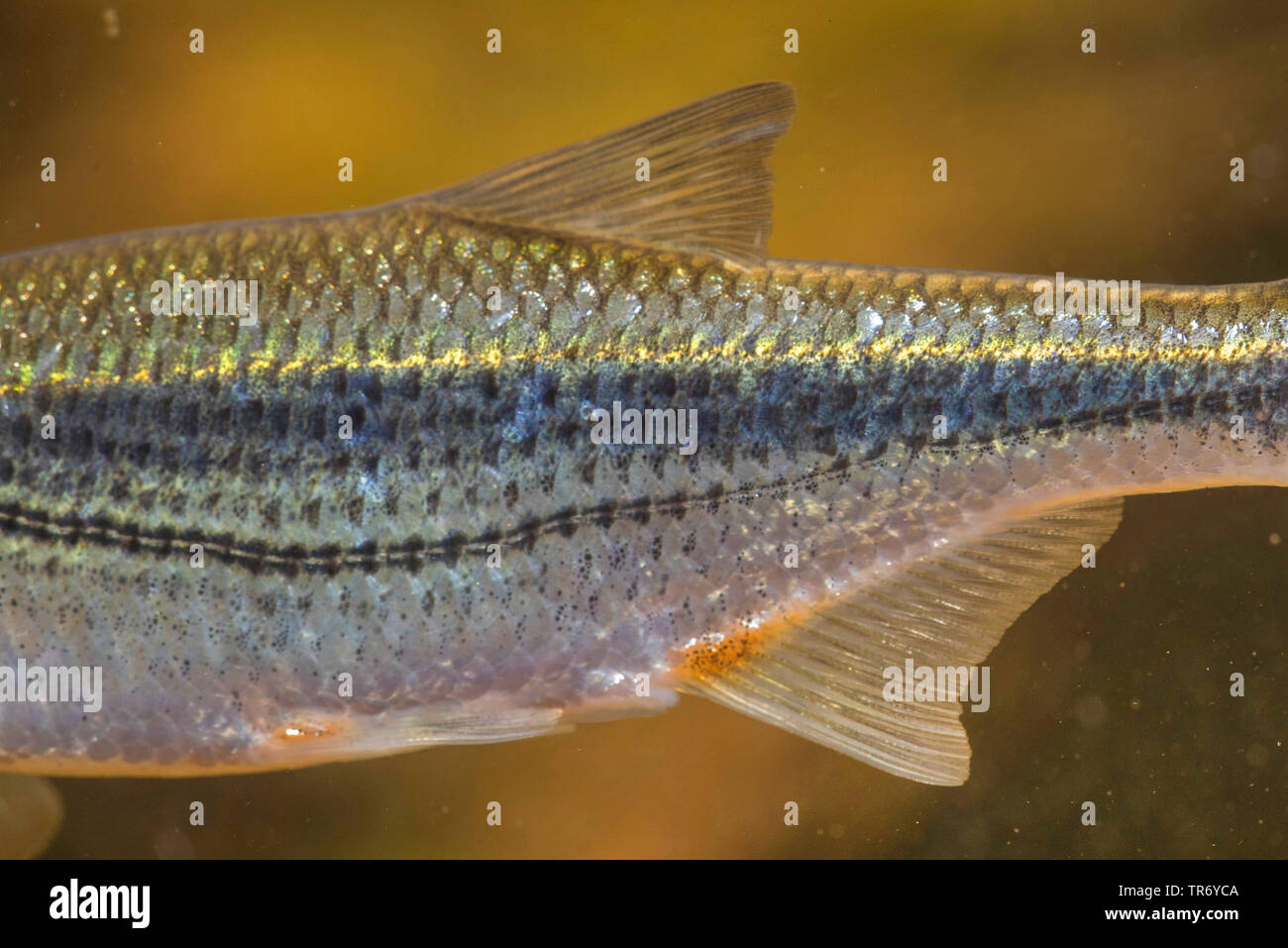 Riffle Elritze, Schneider (Alburnoides bipunctatus), der Seitenlinie, Detail Stockfoto