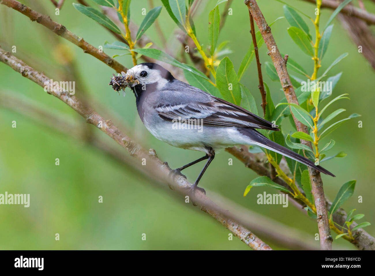 Bachstelze, Bachstelze (Motacilla alba), mit einer Menge Eintagsfliegen in der Rechnung, Deutschland, Bayern Stockfoto