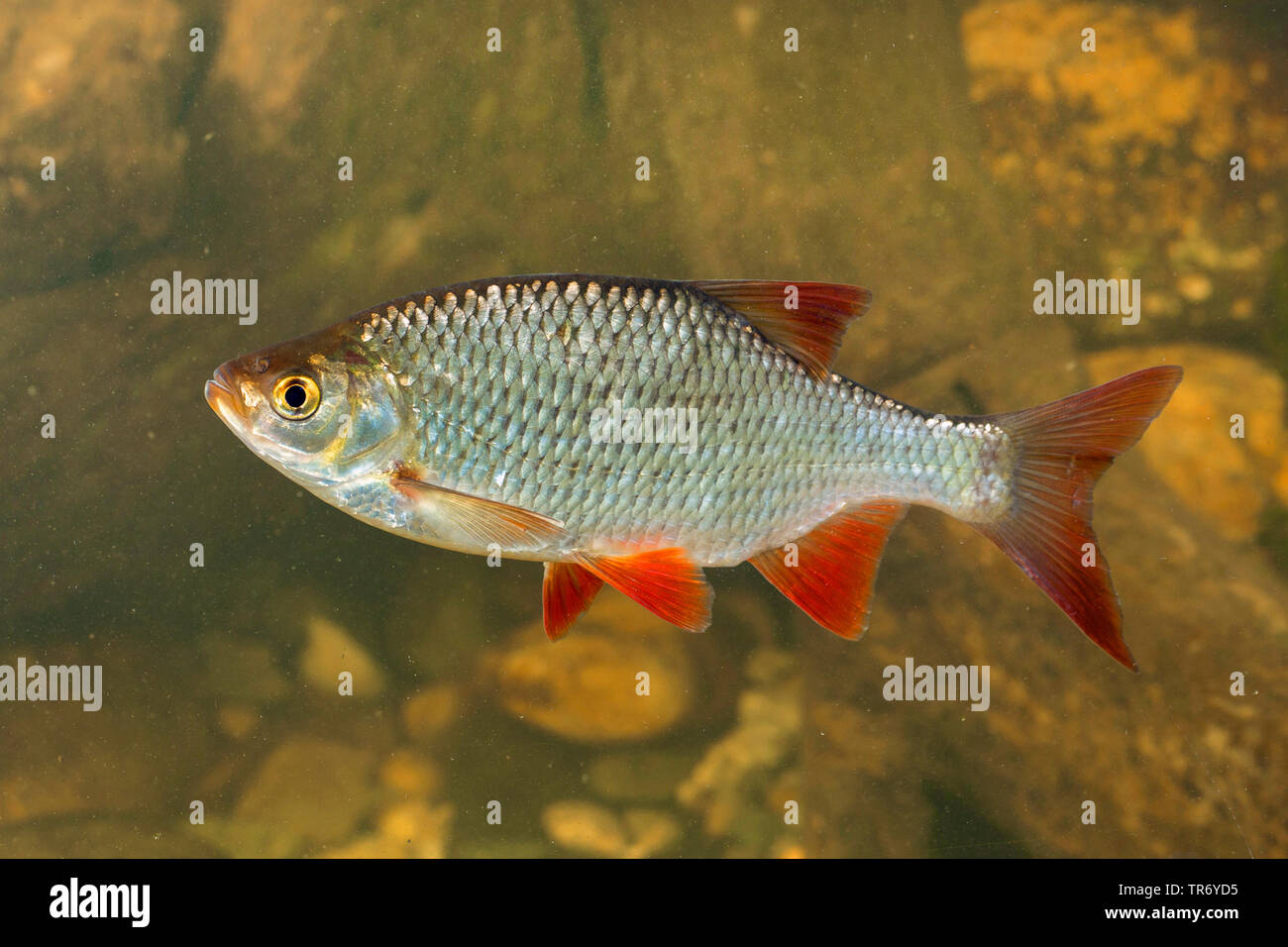 Rotfeder (Scardinius erythrophthalmus), Schwimmen, in voller Länge Porträt, Deutschland Stockfoto