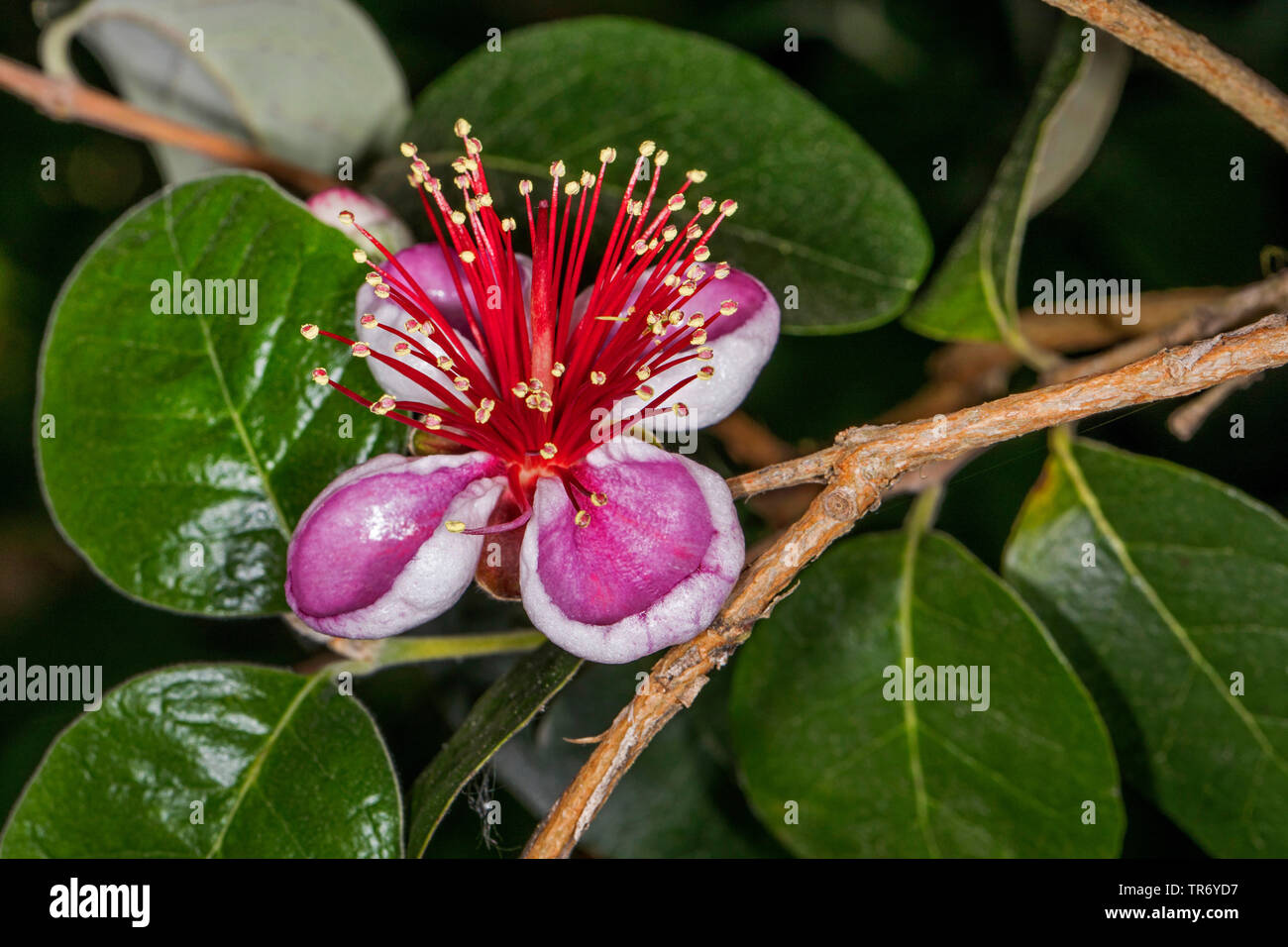 Guave (Guave Guajava), Blume Stockfoto