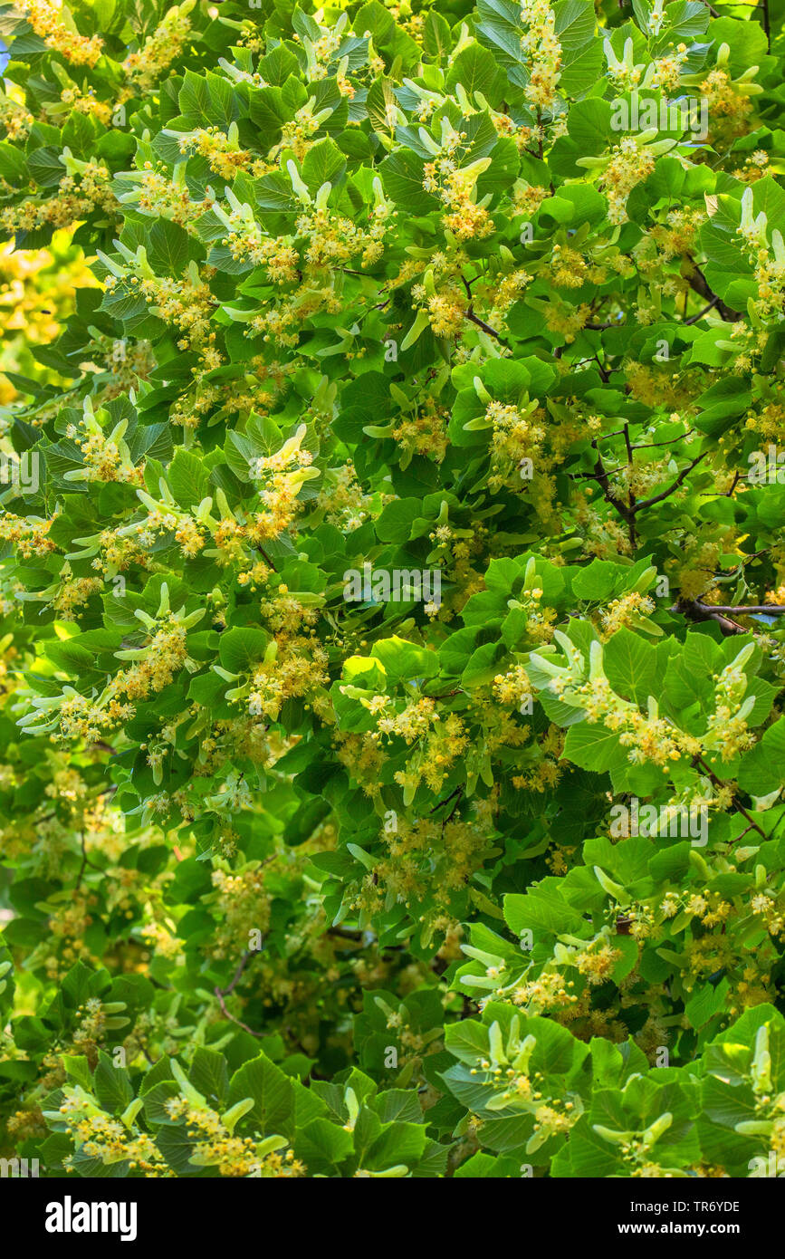 Großblättrige Linde, Linde (Tilia platyphyllos), blühende, Deutschland, Bayern Stockfoto
