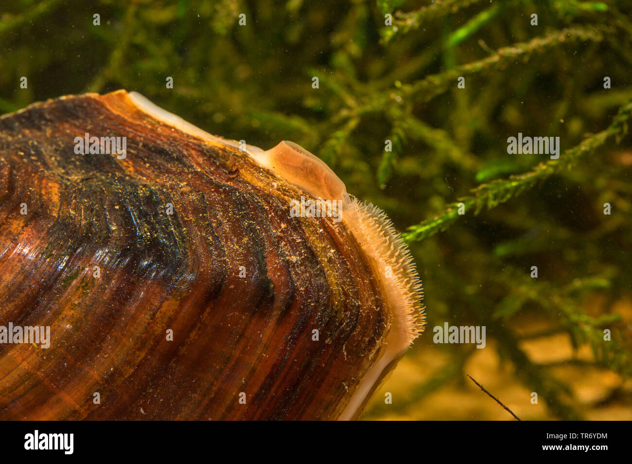 Swan mussel (Anodonta cygnea), Detail mit in und out Siphons, Deutschland Stockfoto