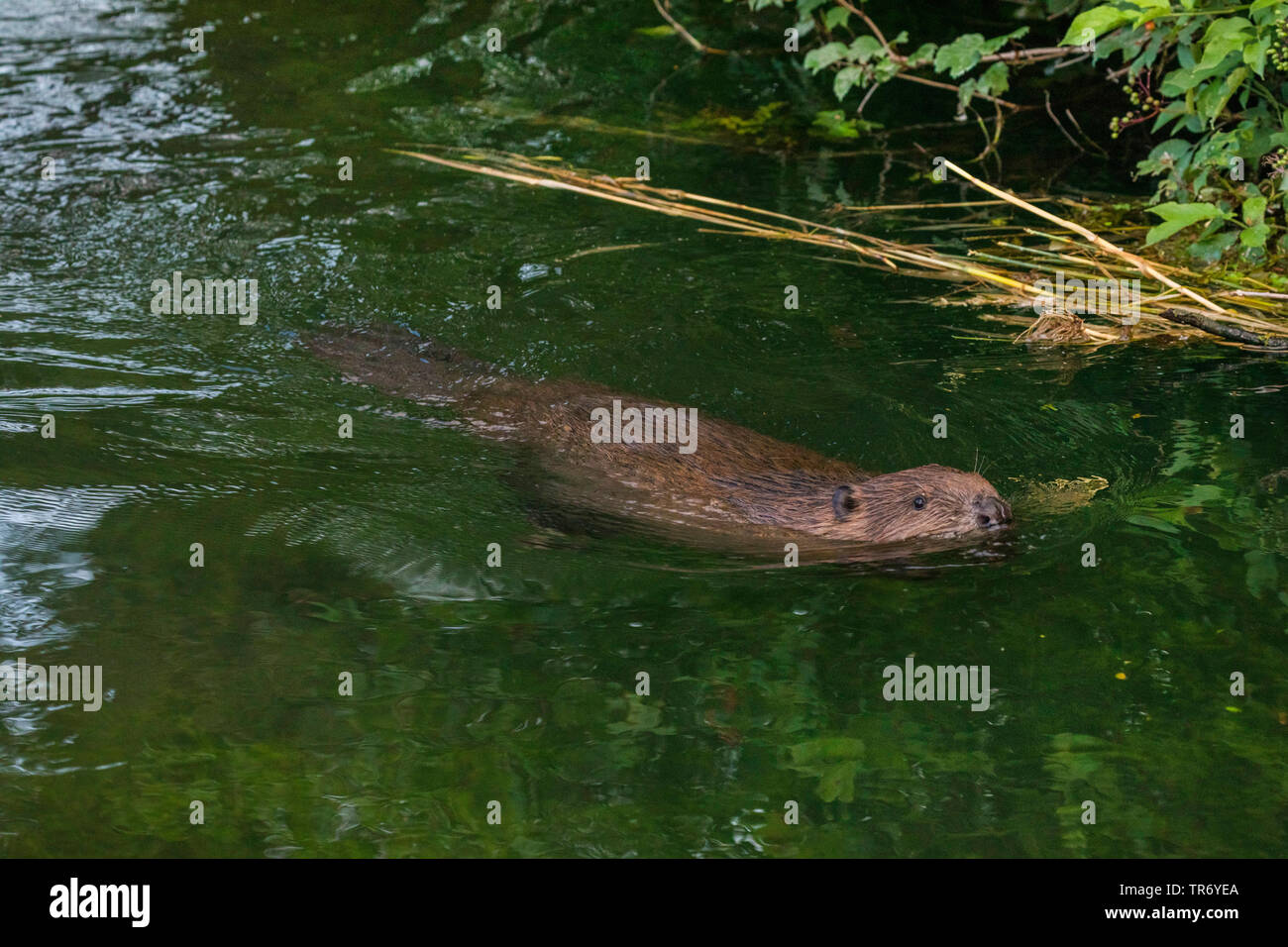 Eurasischen Biber, Europäischer Biber (Castor Fiber), Schwimmen im Fluss Dorfen, Deutschland, Bayern Stockfoto