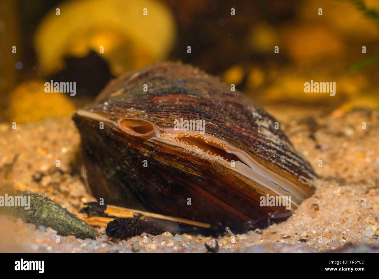 Gemeinsame Teich Muschel, Ente Miesmuschel (Anodonta anatina), Detail mit in und out Siphons, Deutschland Stockfoto