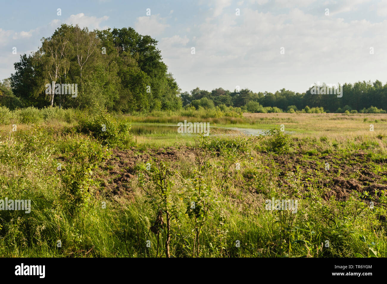 Landschaft am Nationalpark De Groote Peel, Niederlande, Nordbrabant, Groote Peel Nationalpark Stockfoto