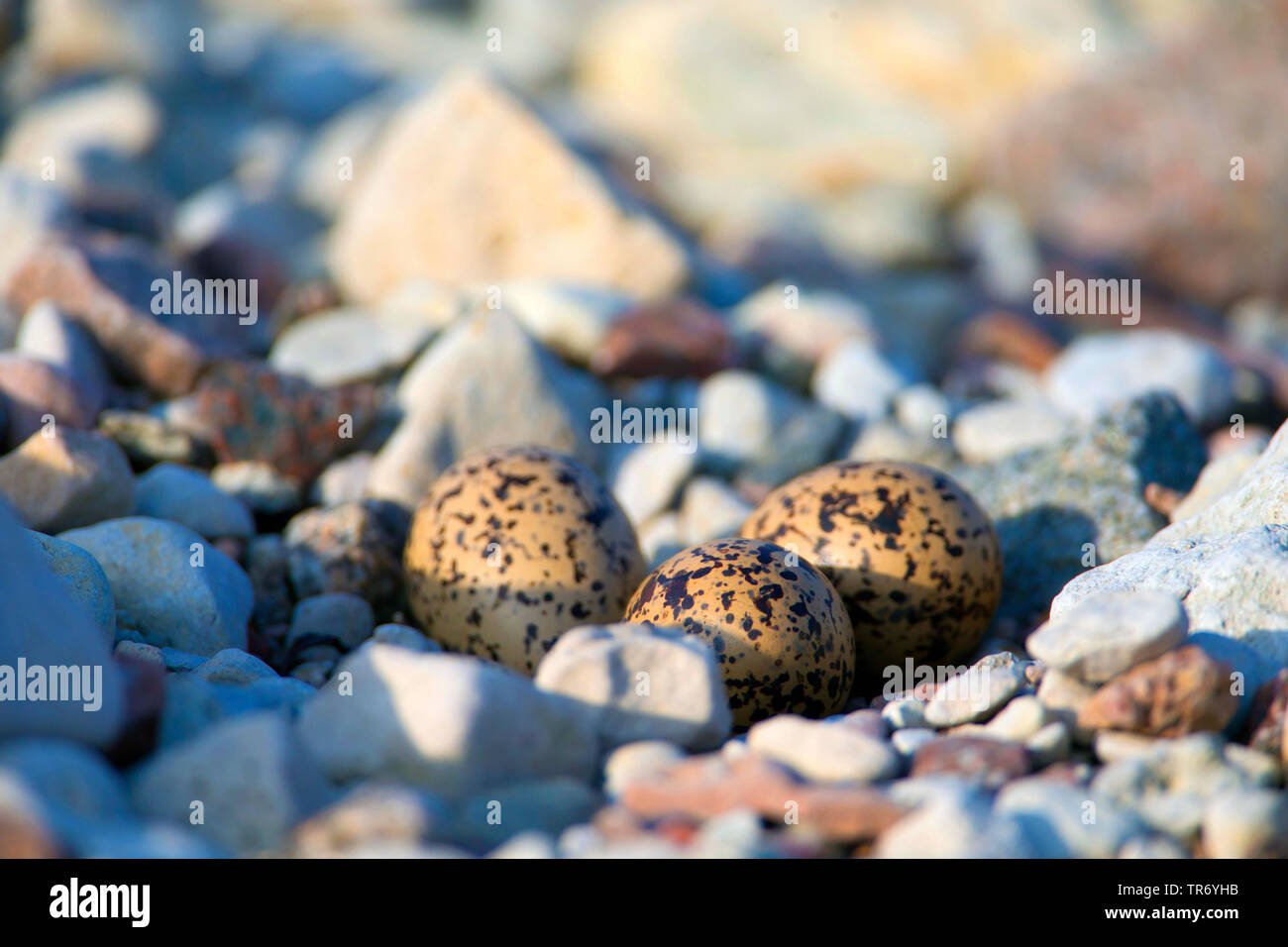 Paläarktis Austernfischer (Haematopus ostralegus), Ei auf Pepples, Schweden Stockfoto