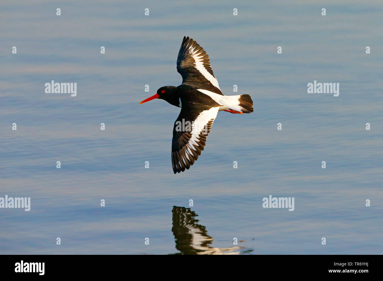 Paläarktis Austernfischer (Haematopus ostralegus), über das Meer fliegen, Schweden Stockfoto