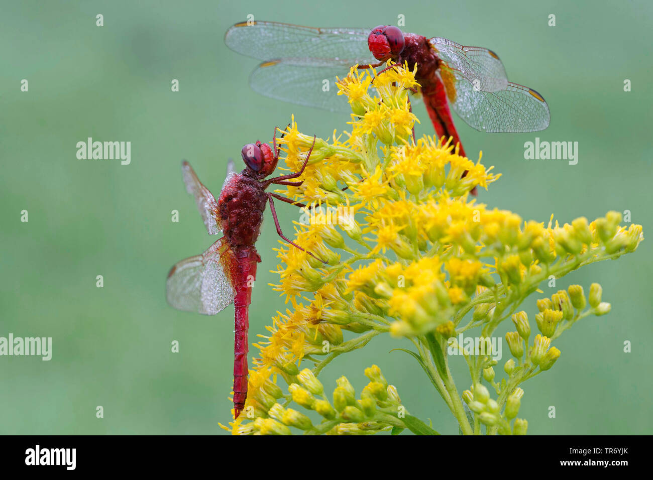 Breite Scharlach, Scharlach, Scharlach - schlangenhalsvogel Schlangenhalsvogel, Scarlet Dragonfly (Crocothemis erythraea, Croccothemis Erythraea), zwei Männer an einem goldrute, Deutschland, Bayern Stockfoto