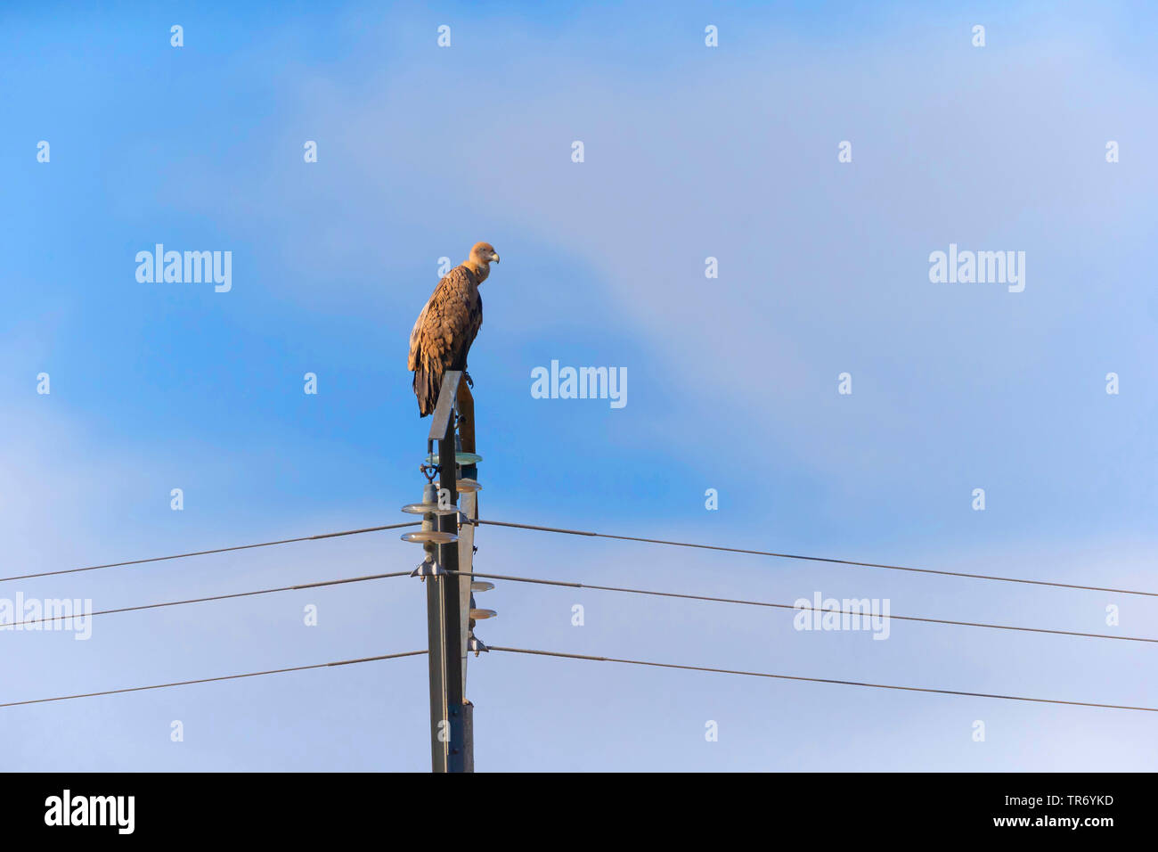 Gänsegeier (Tylose in Fulvus), hocken auf Strommast, Kroatien Stockfoto