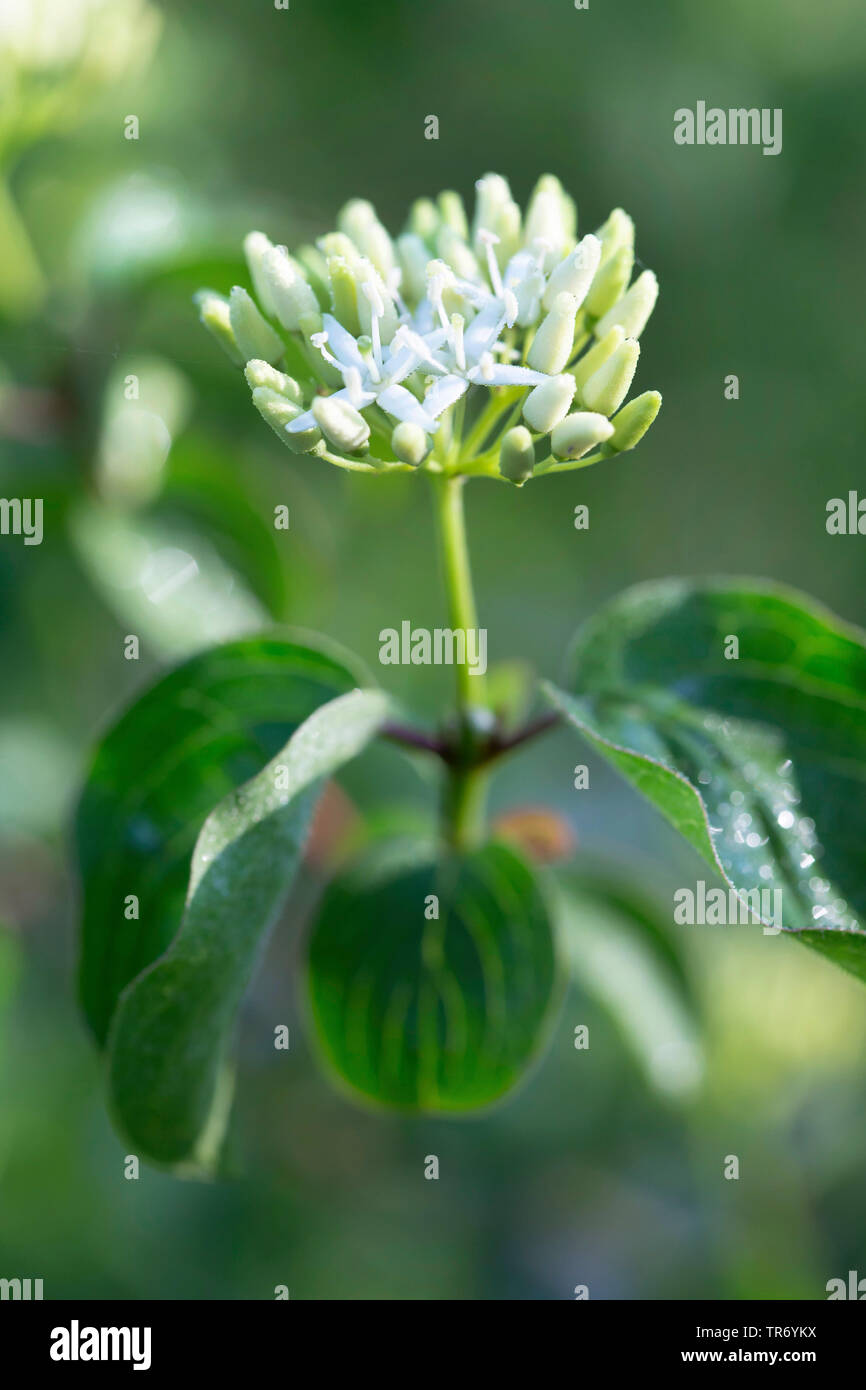 Hartriegel, Dogberry (Cornus sanguinea), Blütenstand, Deutschland, Bayern Stockfoto
