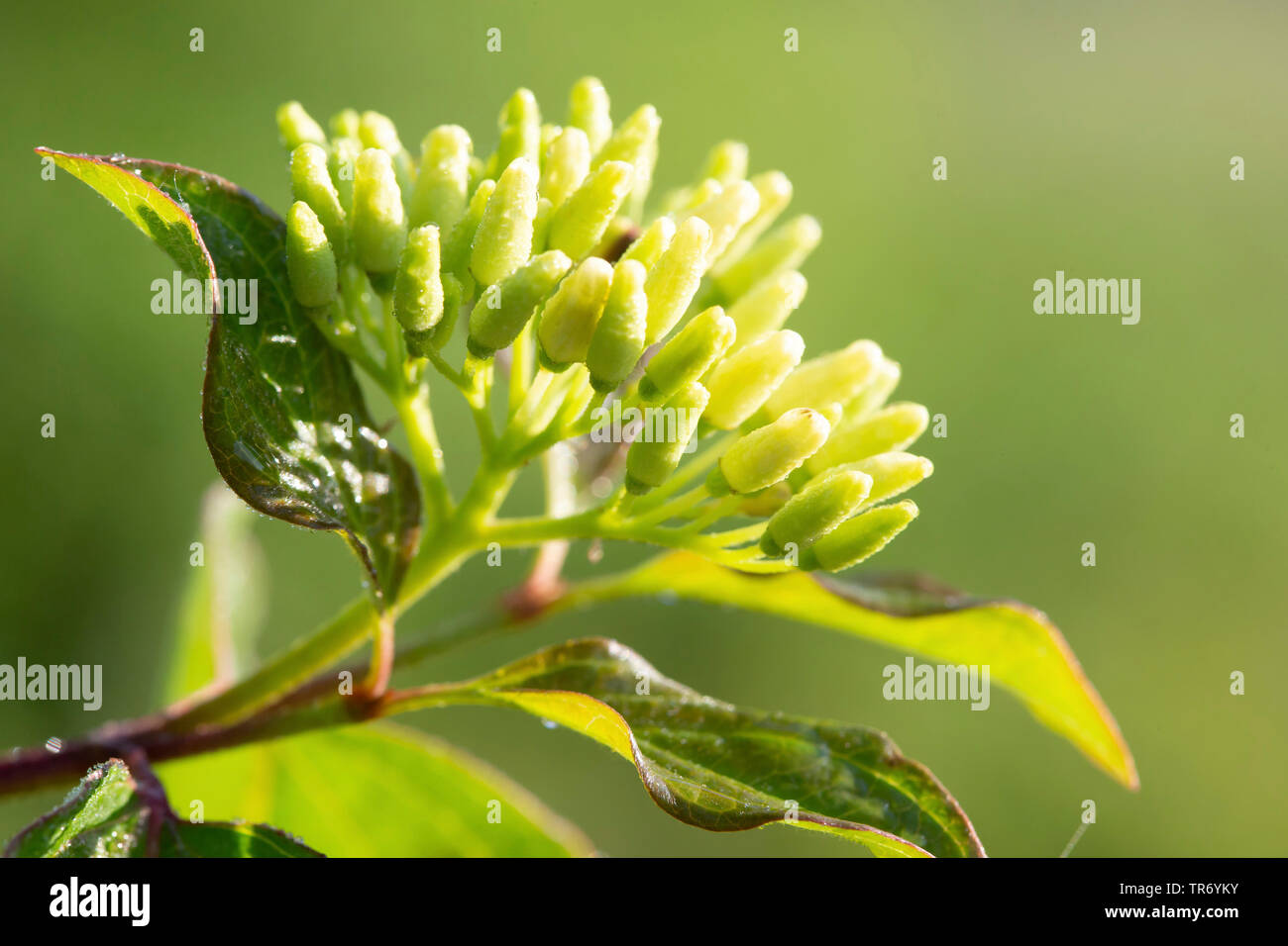 Hartriegel, Dogberry (Cornus sanguinea), Blütenstand, Deutschland, Bayern Stockfoto