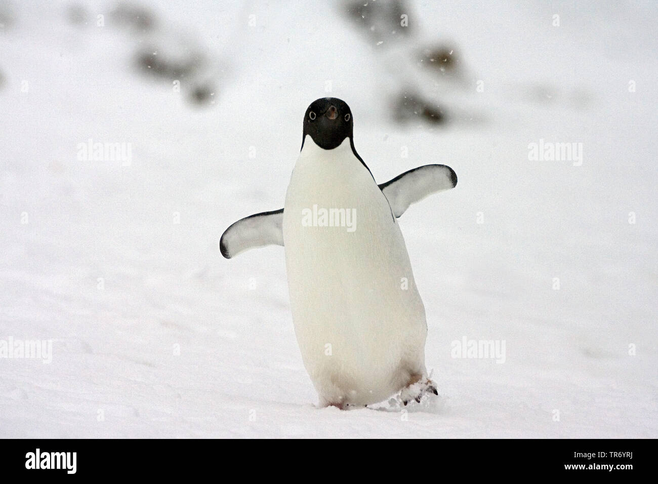 Adelie penguin (Pygoscelis adeliae), auf Schnee, Antarktis Stockfoto