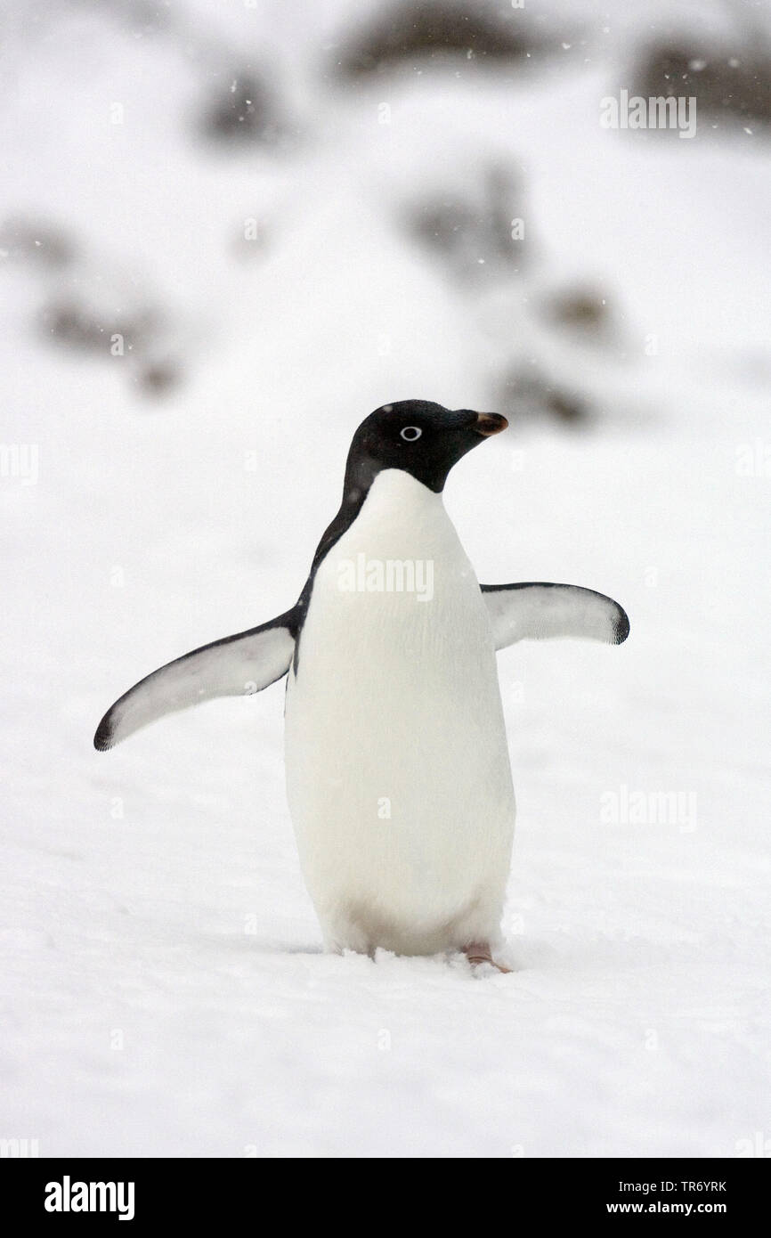 Adelie penguin (Pygoscelis adeliae), auf Schnee, Antarktis Stockfoto