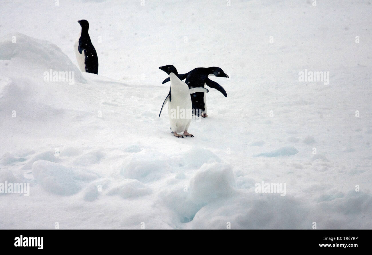 Adelie penguin (Pygoscelis adeliae), auf Eis, Antarktis Stockfoto